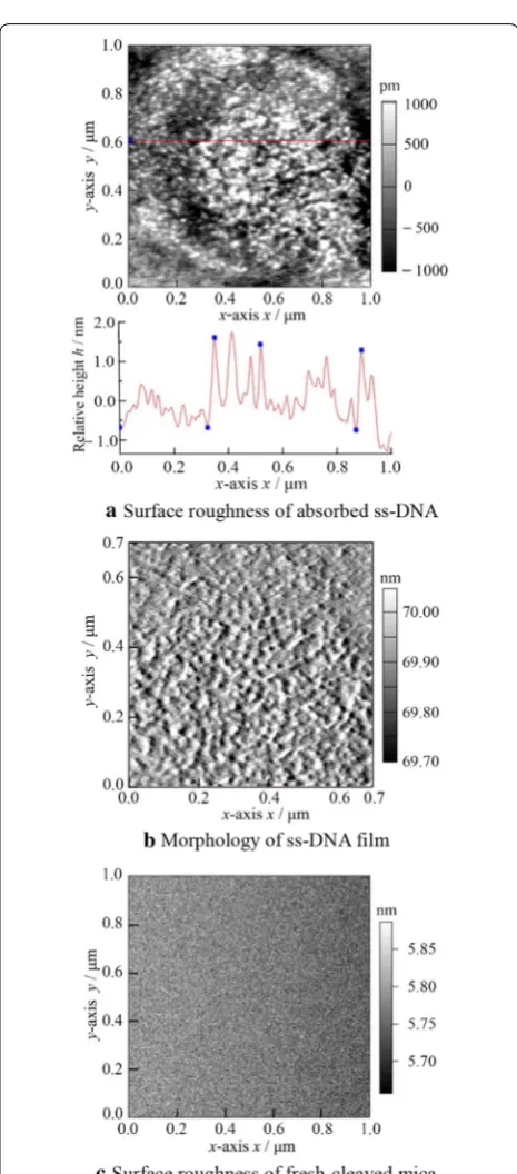 Figure 3 AFM images of ss‑DNA absorbed on mica surface from 1 mmol/L  CoCl2 with 100 ng/μL ss‑DNA
