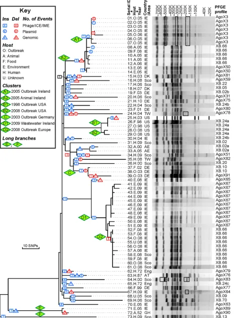 Figure 1. Genealogy of 73 Agona genomes based on SNPs and indels versus PFGE patterns