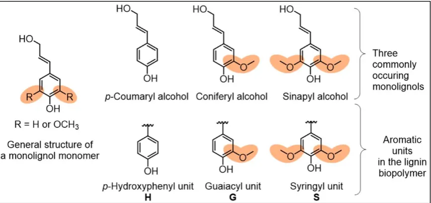 Figure 4. Monolignol structural blocks and the resulting aromatics present in lignin [13]