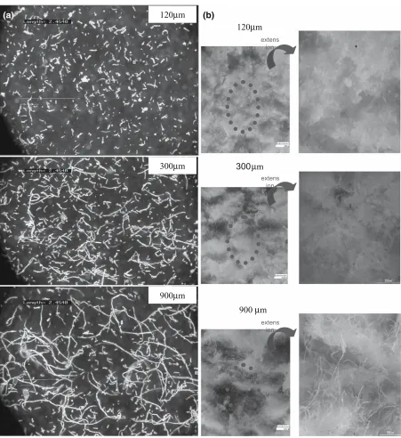 Fig. 14a,b. Micrographs of a cellulose ﬁ bers of 120 µm (BE00), 300 µm (BC200), and 900 µm length (B400), and b fractured surfaces of compres-sion-molded composites containing cellulose ﬁ bers of 120 µm (BE00), 300 µm (BC200), and 900 µm length (B400)
