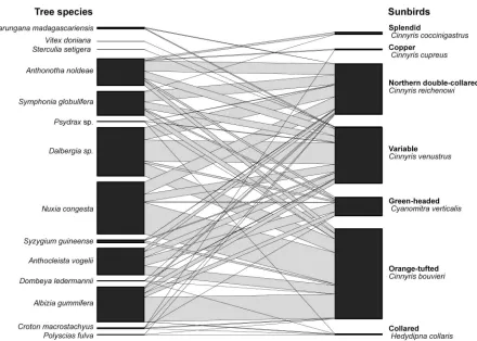 Fig 2. Graphical representation of the quantitative sunbird-tree pollination network at Ngel Nyaki Forest Reserve