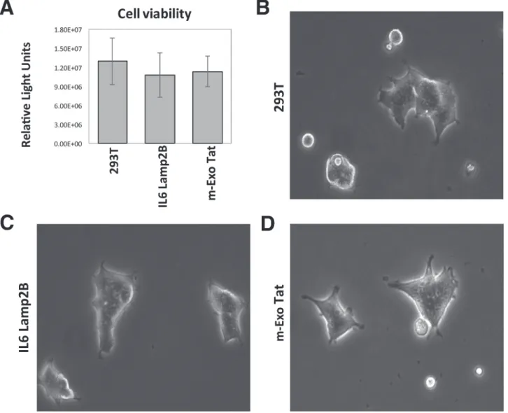 Figure 1: Physiological and morphological characteristics of the 293T and the transfected IL16 Lamp2B and m-EXO  Tat cell lines