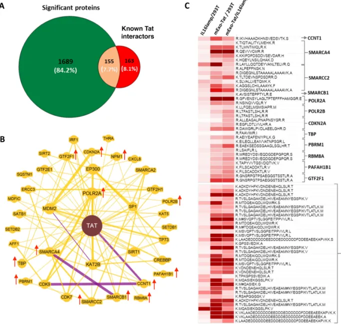 Figure 5: Identification and differential expression of known Tat-interactors. (A) shows the number of the known Tat  interactors overlapped with the proteins with significant changes in abundance in mExo-Tat cells compared with the other two cell lines