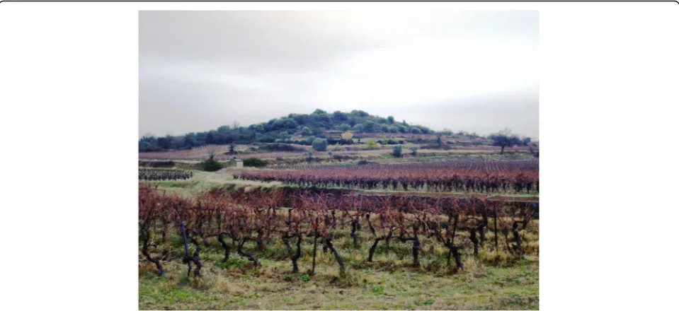 Fig. 1 Leaf cover on agricultural hillslopes is very sparse, which enhances rainfall impact at the soil surface and results in the formation of asealing layer that impedes the infiltration process