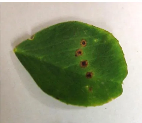 Figure 2.4 A leaflet infected with Pseudopeziza medicaginis. Photo: R. L. Fields, 2016