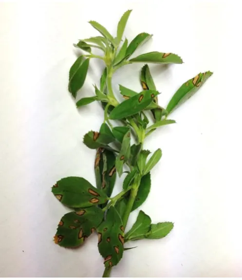 Figure 2.5 Cool biotype stemphylium leaf spot symptoms. Photo: R. L. Fields, 2016. 