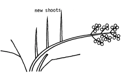 FIGURE  4  new  shoots 