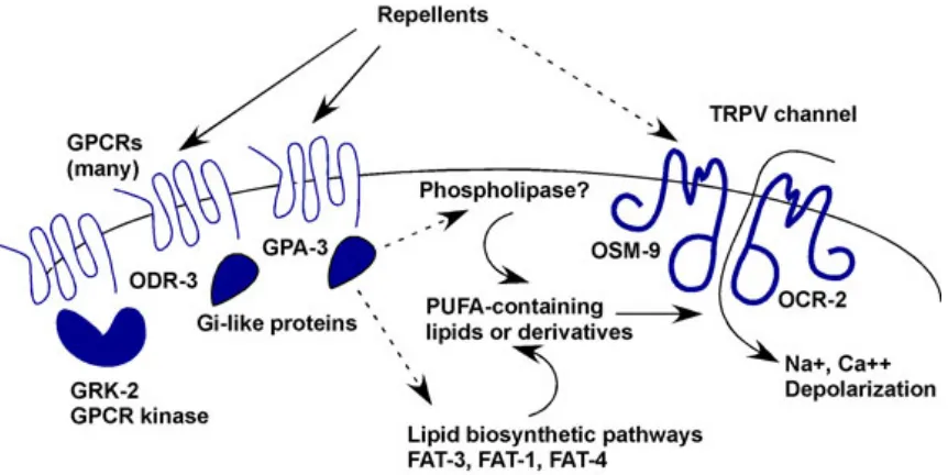 Figure 3. C. elegans head neurons. Schematic drawing of all head neurons in the left and right sides of the worm with respect to the pharyngeal muscle drawn in green