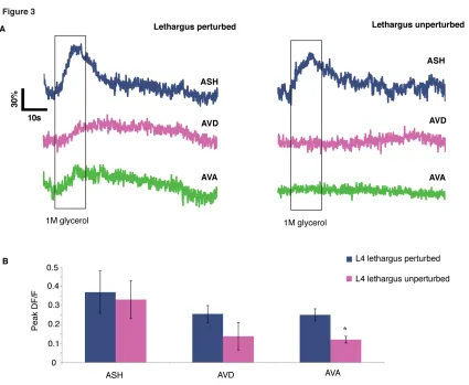 Figure 3. Loss of synchrony is reversible and can be separated from magnitude of calcium influx in the ASH  Representative GCaMP3 measurements of ASH, AVD, and AVA of a single worm in response to 1M glycerol with and without previous mechanical stimulation