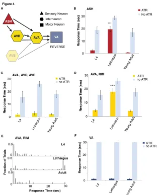Figure 4 . Sensory modulation occurs downstream of ASH depolarization  (A) Schematic diagram of the neurons manipulated to generate reversal