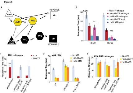 Figure 5. Reversibility arises from interneuron activation but requires simultaneous input to both AVD and AVA  