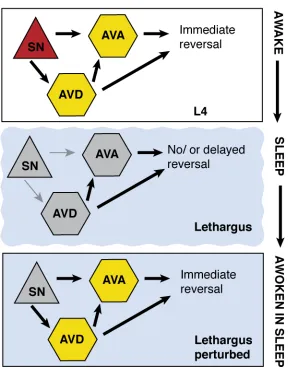 Figure 7. Waking sensitizes the interneurons for coordinated activity Schematic model of activity during lethargus and waking during lethargus