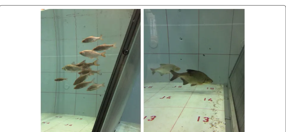 Fig. 3 Hydro‑toxic studies on sediment‑bound pollutants in the circular flume at IWW. Rainbow trouts (Oncorhynchus mykiss) were exposed to clear water (negative control, left) and water–sediment‑mixtures (right) that were artificially spiked with environmental pollutants, e.g., polycyclic aromatic hydrocarbons