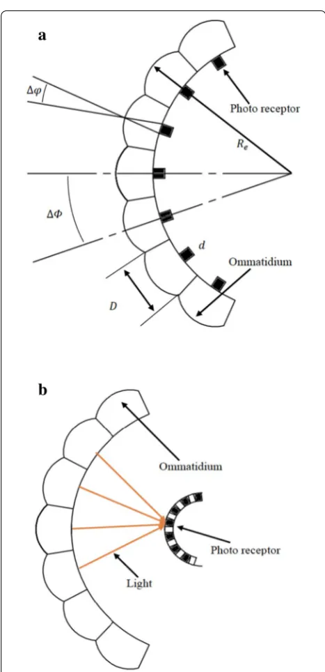 Figure 1 Natural compound eyes: (a) apposition compound eyes, (b) superposition compound eyes