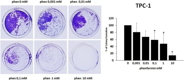Figure 5: Effects of phenformin on TPC-1 cells ability to form colonies.   Colony formation assay was used to determine the  long-term effects of phenformin on cell proliferation