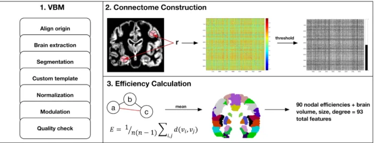 Figure 3: MRI preprocessing and connectome construction steps.  First, voxel-based morphometry (VBM) involves  standard procedures to extract gray matter volumes including reorientation to anterior and posterior commissure for improved spatial  normalizati