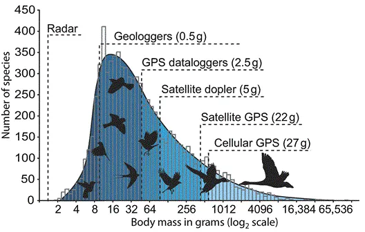 Figure 3.2: The frequency distribution of bird body masses (in grams) in relation to