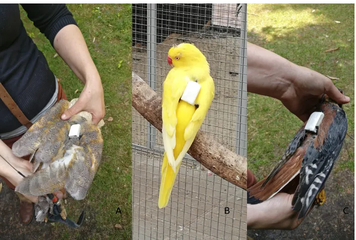 Figure 4.1: F.l.t.r. The tagged owl, the tagged parakeet, the tagged falcon