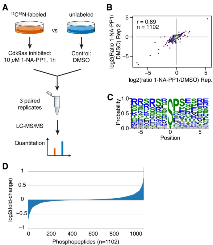 Figure 1:  (A) Quantitative phosphoproteomics: Inhibition of analog-sensitive CDK9 was combined with SILAC mass spectrometry to  quantitate protein phosphorylation