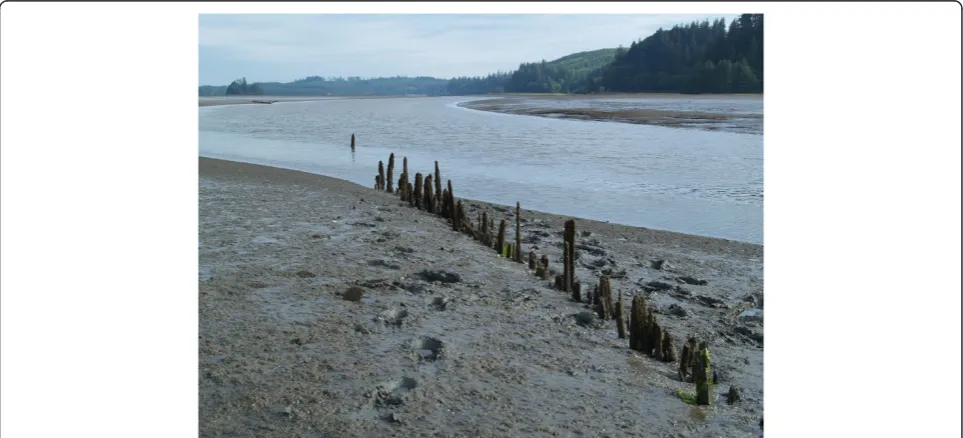 Figure 4 Hook-shaped stone intertidal fish trap near Powell River, B.C. that functioned by funneling and then trapping fish, such asherring and perch, in through the wall openings during a receding tide