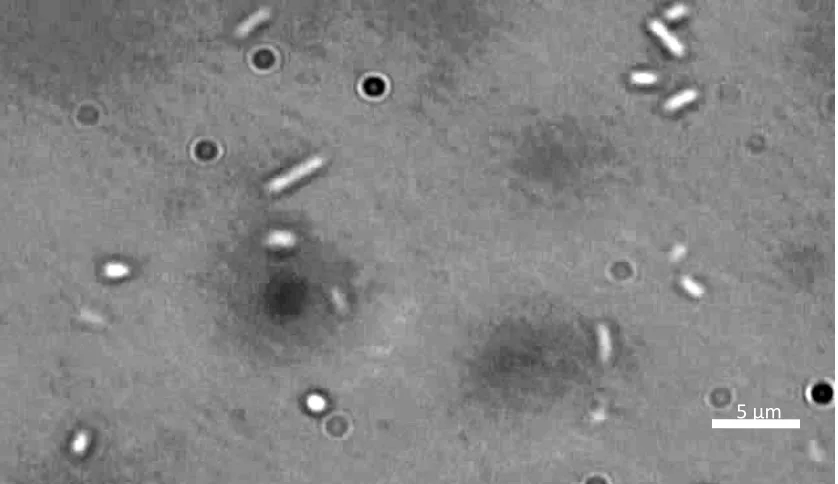 Figure 15. E. coli bacteria under 500x magnification. The bacteria are rod-shaped with 