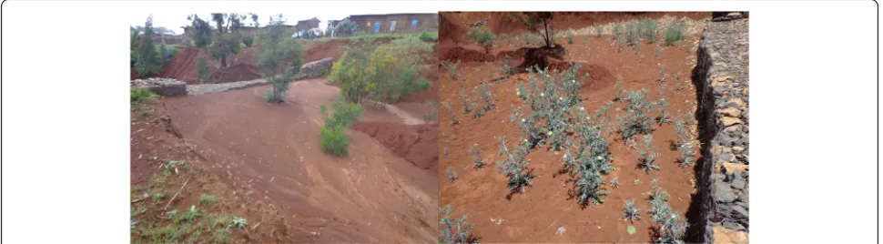 Fig. 2 Example SSD pictures constructed to sequester sediment and SOC two years old (left, Segno Gebeya watershed) and five years old (right,Woybila watershed), in the northwest highlands of Ethiopia