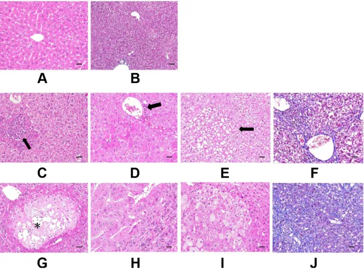 Figure 3: Histopathological examination of mice liver.  (A and B) are Reference photographs
