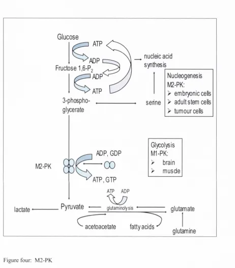Figure four: M 2 -P K