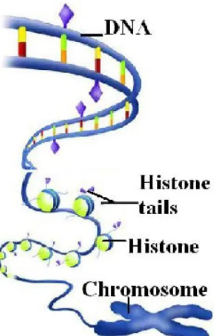 Figure 2.2: Chemical tags (purple diamonds) and the ”tails” of histone proteins (purple triangles) mark DNA to determine which genes will be  tran-scribed