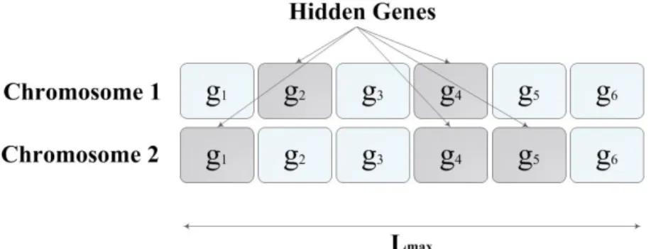 Figure 2.3: Hidden genes and effective genes in two different chromosomes [2]