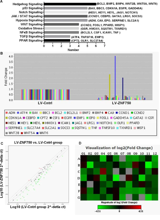 Figure 2: Effects of ZNF750 on gene expression profiles of signal transduction in CAL-27 cell