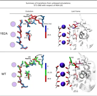 Figure 4.6:Relevant snapshots from the simulations of WT and Y82A. Theconformations are superimposed with respect of the SF (the backbone atoms ofresides 74 to 78)