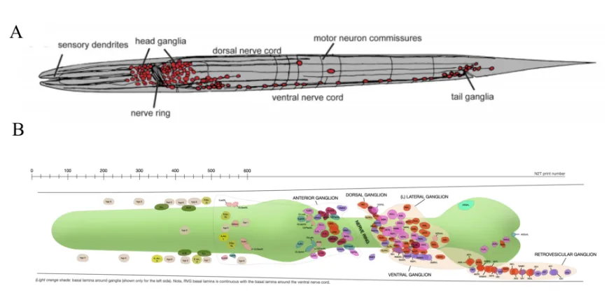 Figure 3. (A) An overview of the C. elegans nervous system. Adopted and unmodified from Hobert, 2010