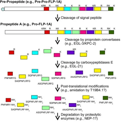 Figure 2.3. Processing of a neuropeptide gene product: flp-1 as an example. After translation of the flp-1A transcript, pre-pro-FLP-1A is cleaved by signal peptidase in the endoplasmic reticulum to release the signal peptide