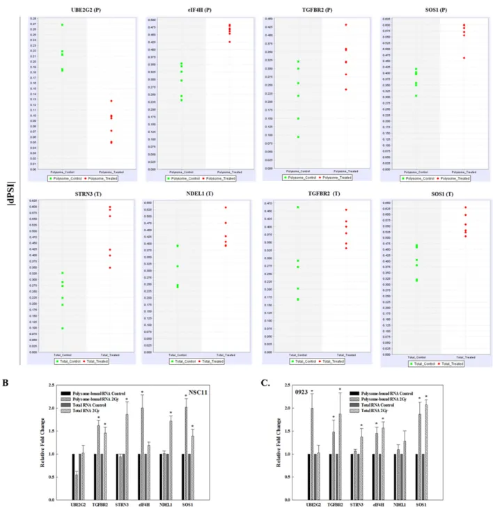 Figure 3: Validation of radiation-induced alternative transcripts in total and polysome-associated RNA