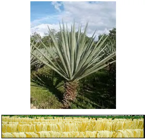 Figure 2. Showing example of sisal leaf plant and the fiber after decortications [7]. 