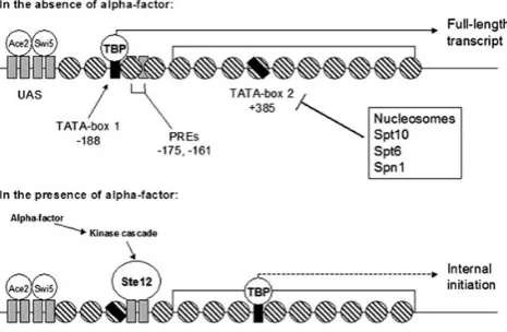 Figure 5. Suppression of internal initiation ataover the coding region ofTATA-box 2 in the absence of PRY3 in the absence of-factor mating pheromone