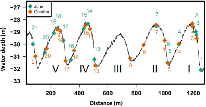 Figure 3 Cross section of the Texel sand waves (Cheng et al., submitted). 