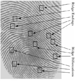 Figure 1: Fingerprint Minutiae Description 