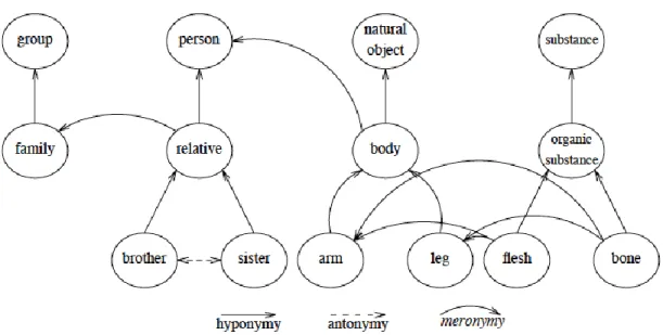 Figure 4-9: Wordnet hyponym, antonym and meronym relationship example  Figure 4-9 shows an example of hyponym, antonym and meronym relationships in  Wordnet