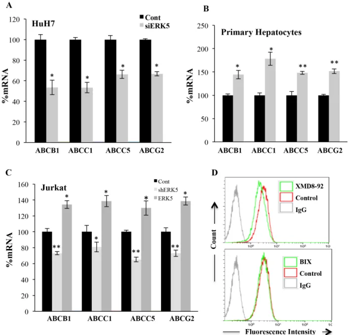 Figure 7: The ERK5 pathway regulated ABC transcription.  (A) HuH7 cells were transfected with control siRNA or siERK5