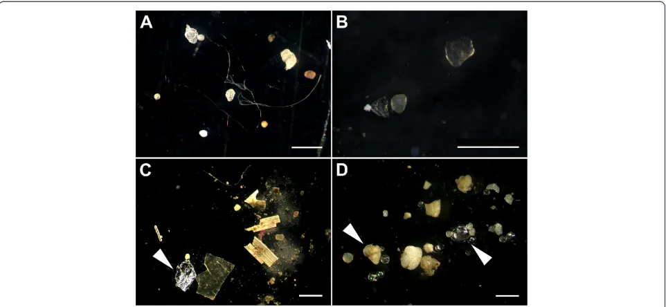 Figure 1 Microplastics in sediments from the rivers Elbe (A), Mosel (B), Neckar (C), and Rhine (D)