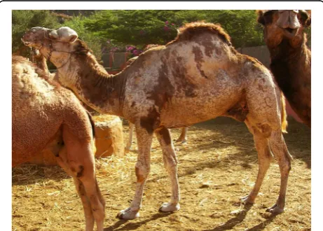 Figure 2 Table of pictures of piebald camels from Western Sahara showing the different colour patterns present in piebald camels and the whitecolour’s progression under distinct degrees of leucism (GV)