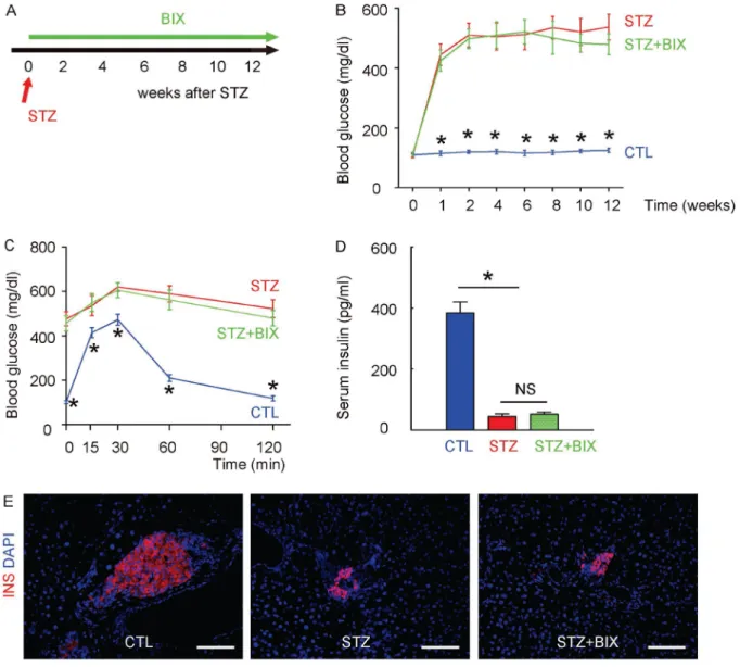 Figure 4: Suppression of ERK5 activation does not alter diabetes induction by STZ in mice