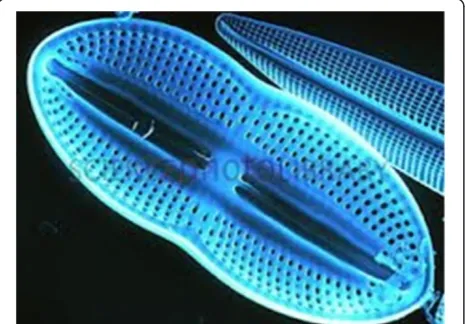 Figure 3 Diatoms have delicate silica skeletons.