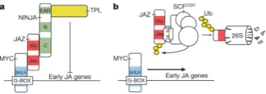 Figure 1.4: An overview of JA signalling mechanisms. a) In the absence of JA, basichelixloophelix (bHLH) MYC factors interact with the Jas domain of JAZ proteinsthat interact through their TIFY motif with domain C of NINJA