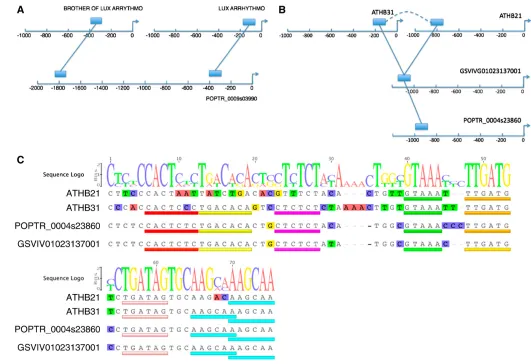 Figure 2.8: Analysis of the CNSs reveals potential subfunctionalisation in regulatory regions of Arabidopsis paralogs