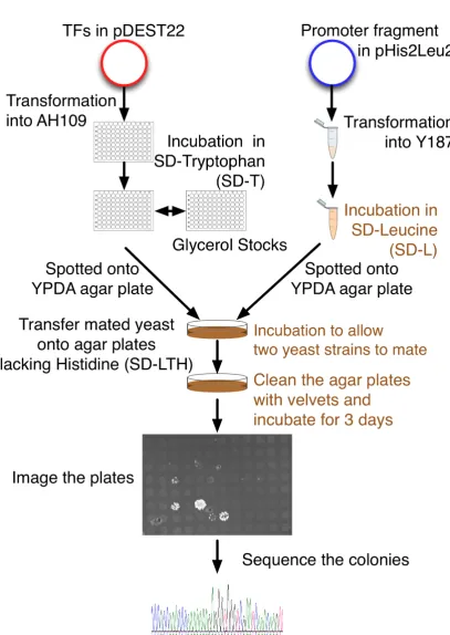 Figure 3.1: Diagram of the steps in the Y1H library screen, adapted from Ou et al.(2011).