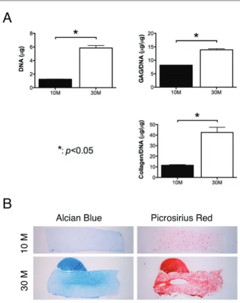 Fig. 1Eagarose hydrogels. FPSCs were seeded at either 10 million cells per ml or30 million cells per ml