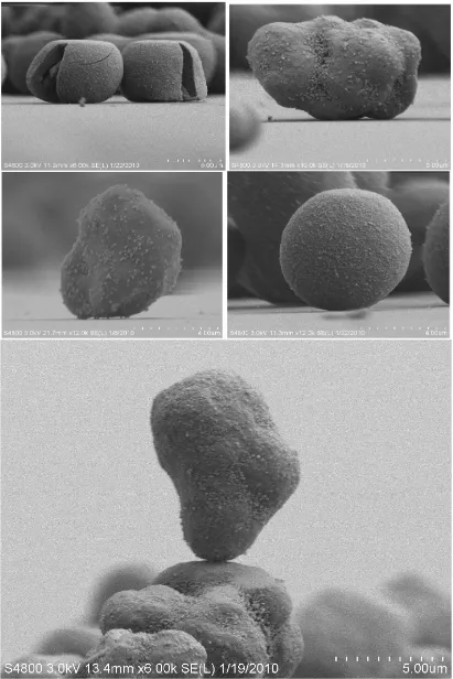 Figure 3.16 – SEM images of high adhesion (top row), light adhesion (middle row) and stacked toner particles (bottom) by Whitney & Kemp [164] 